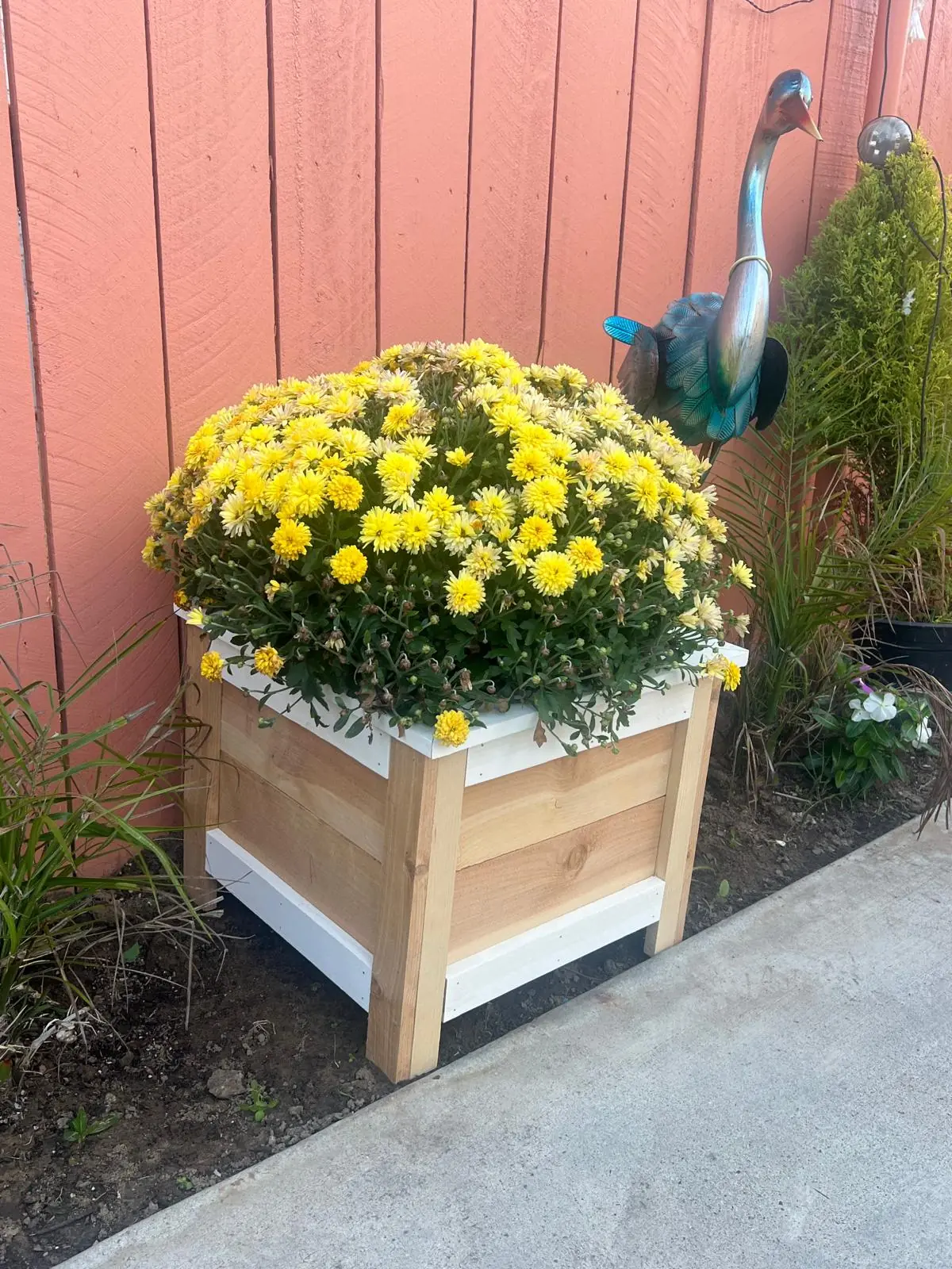 Cedar planter filled with yellow flowers beside a garden walkway